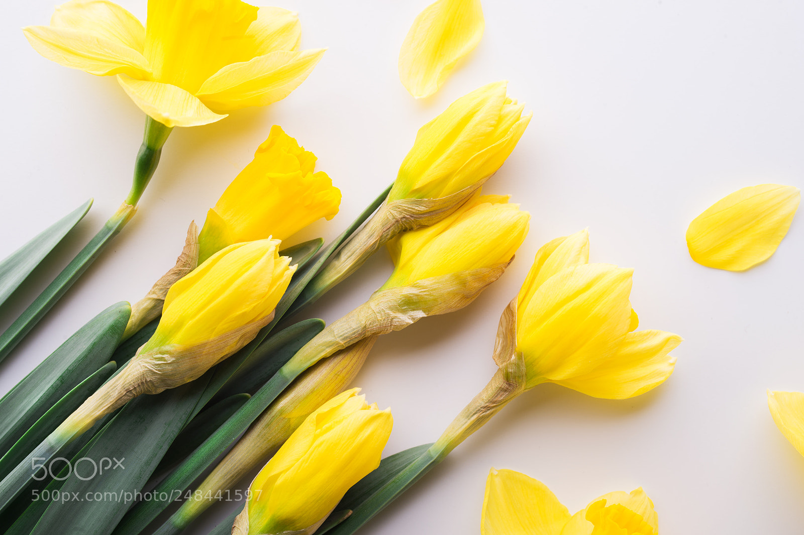 Nikon D4S sample photo. Yellow flowers on a photography