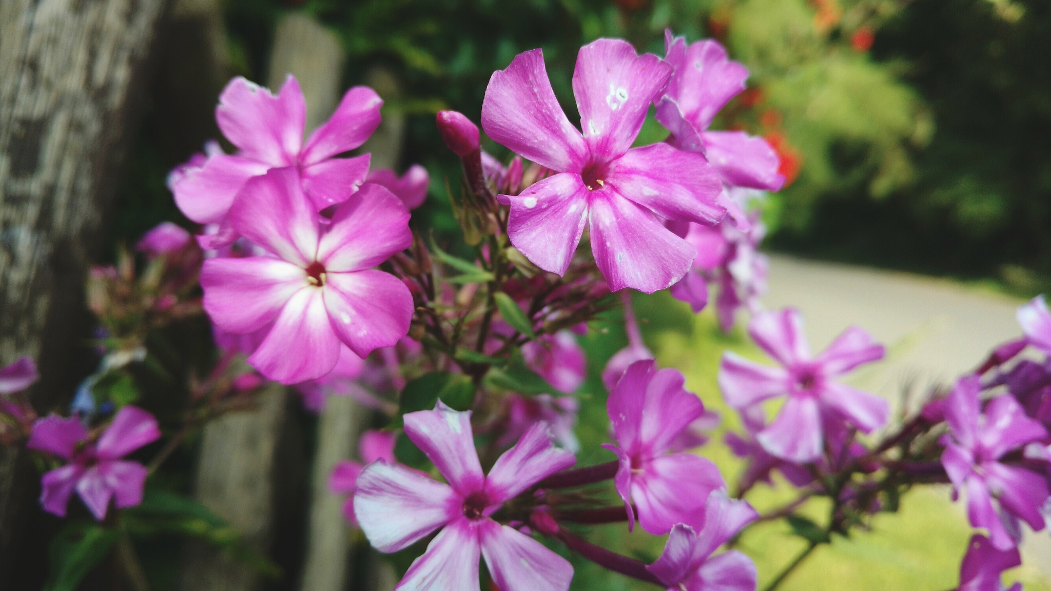 Motorola Moto X Play sample photo. Sommers flowers photography