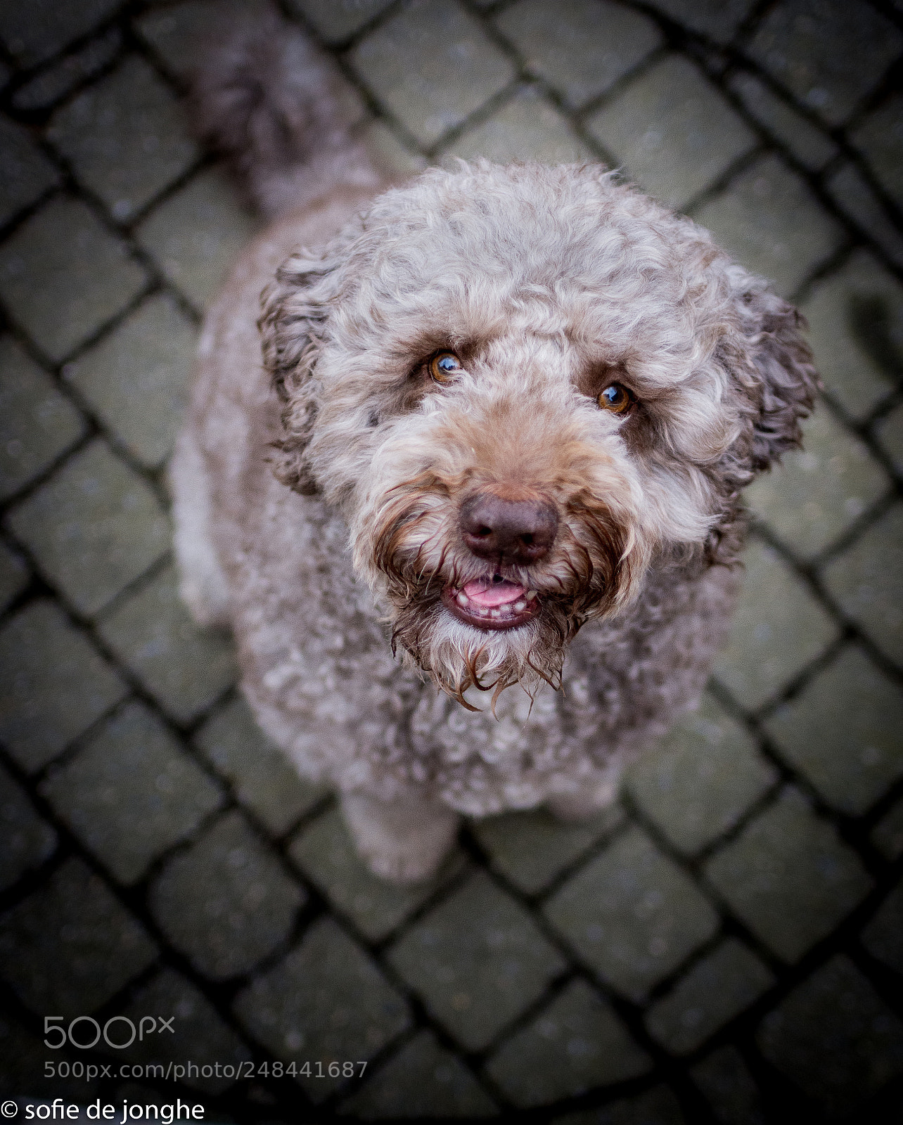 Nikon D7200 sample photo. Kjero photography