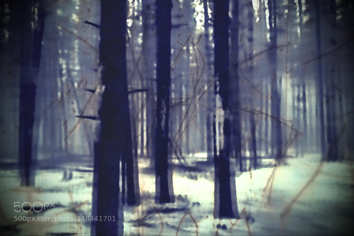 Panasonic Lumix DMC-LX100 sample photo. Wald - forest photography