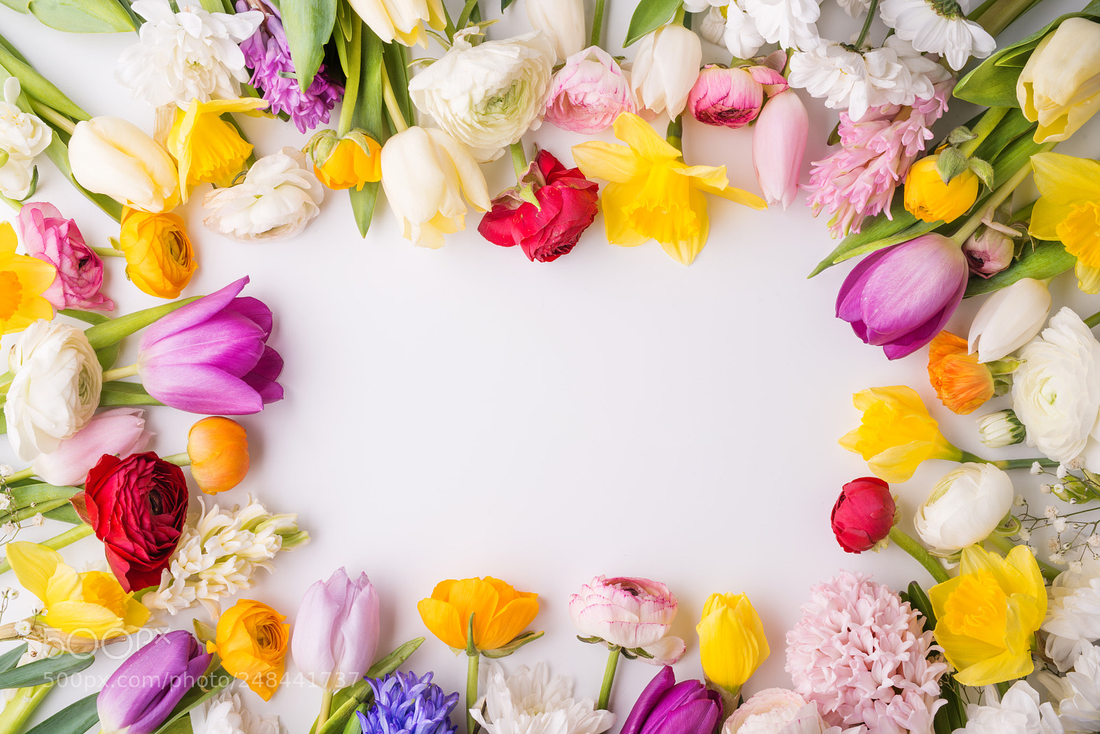 Nikon D800 sample photo. Flowers on a white photography