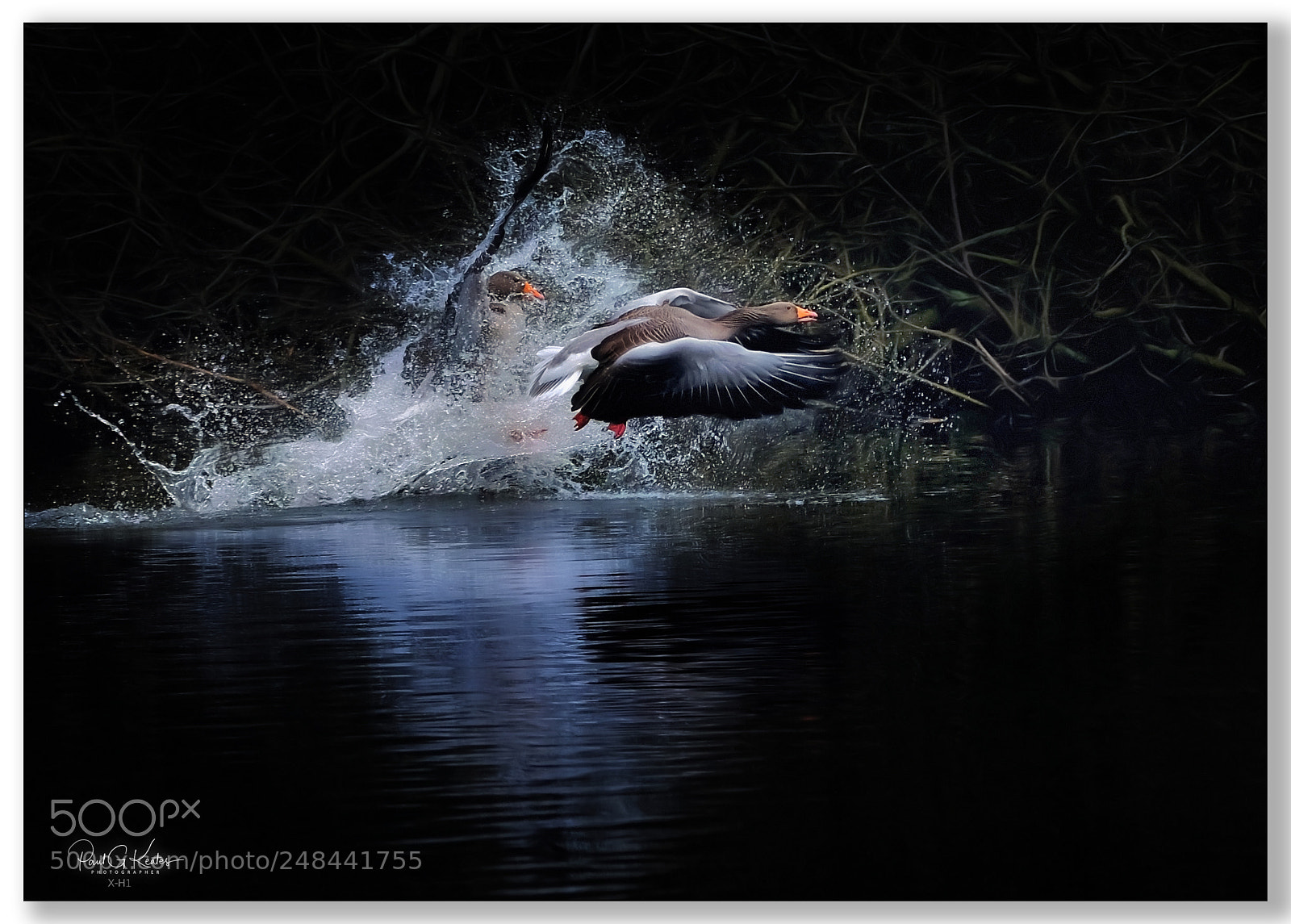 Fujifilm X-H1 sample photo. Duo greylag take off .... photography