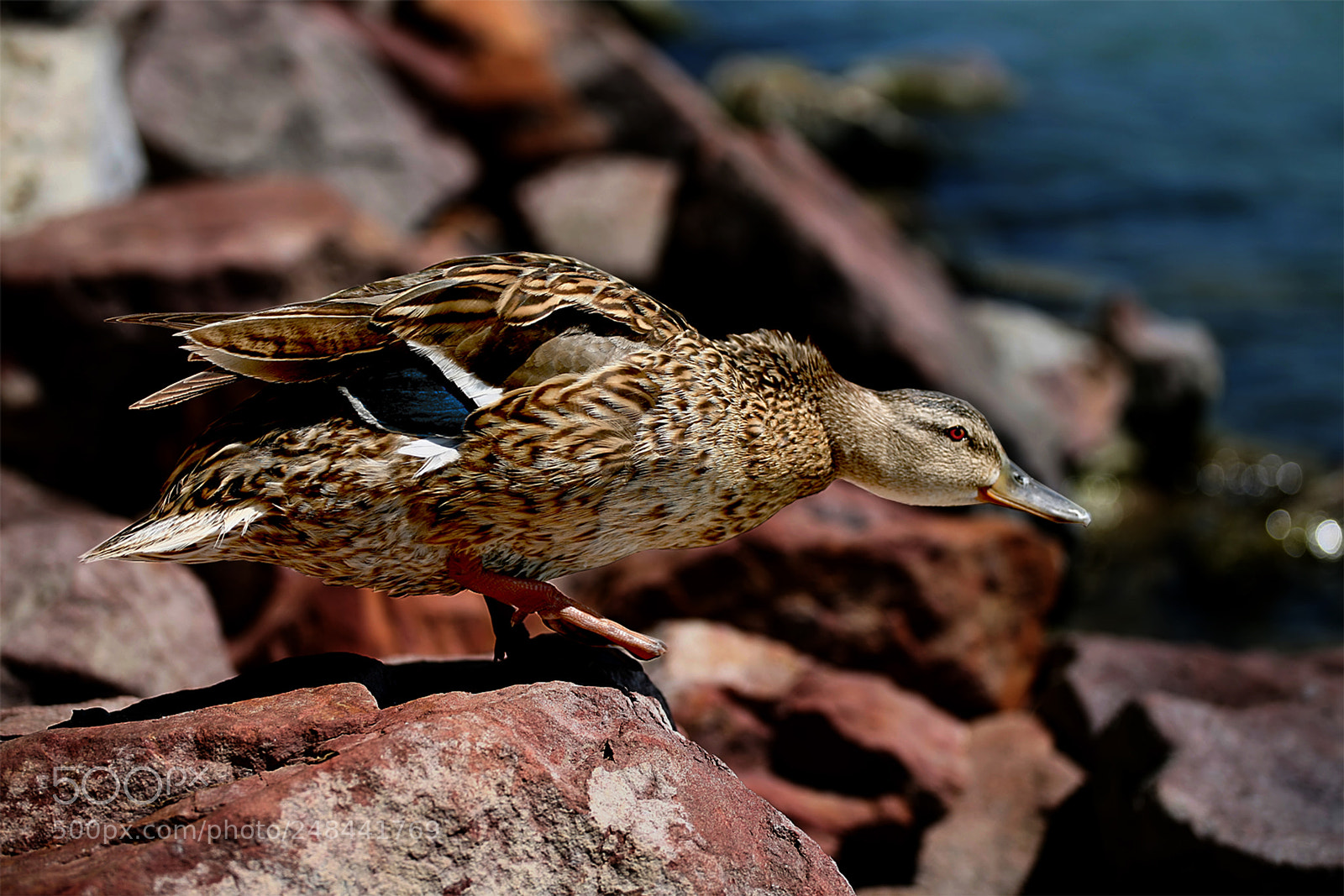 Canon EOS 5D sample photo. Duck taking flight photography