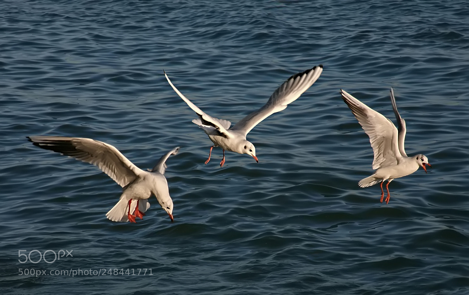 Canon EOS 5D sample photo. Seagulls flying photography