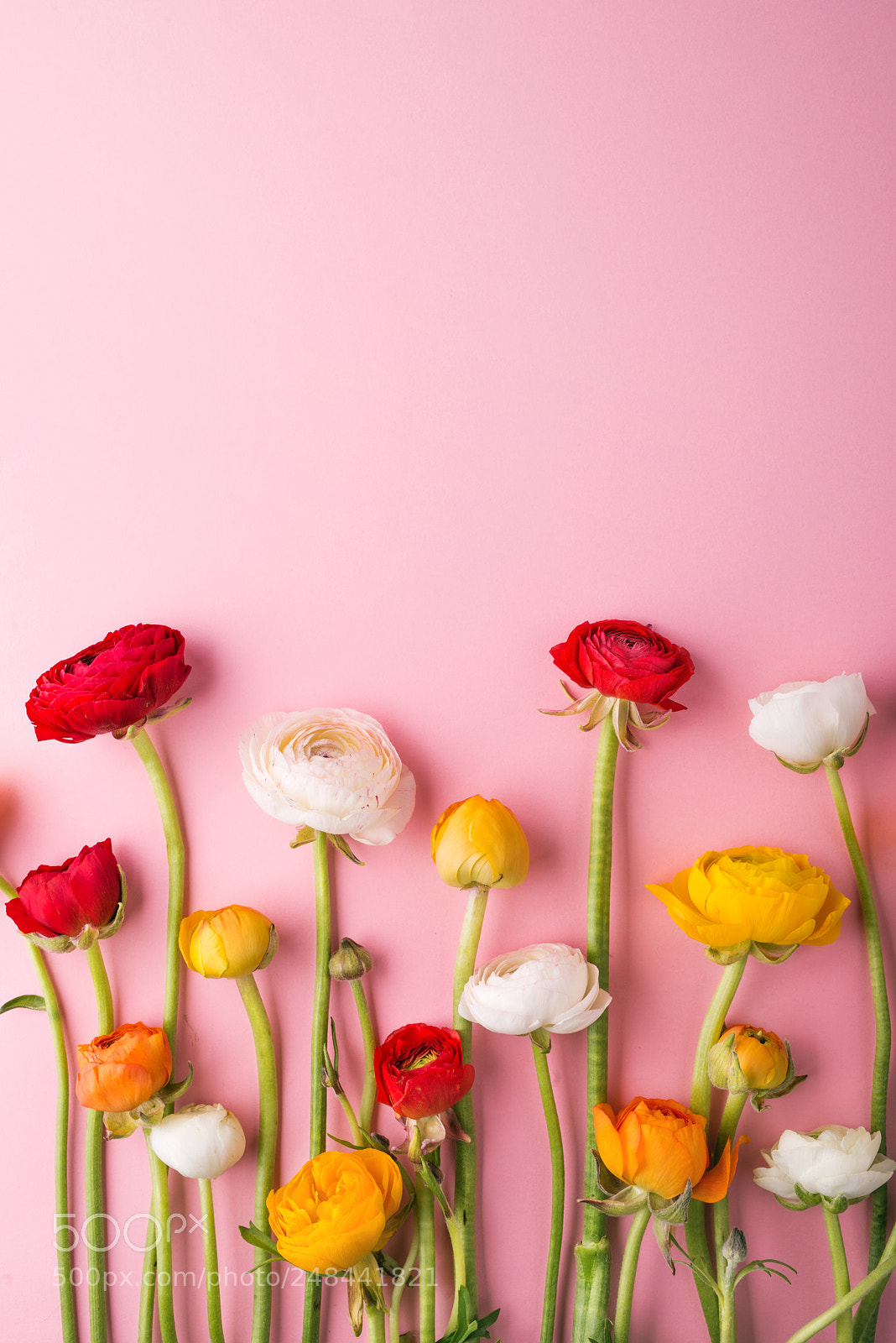 Nikon D800 sample photo. Colorful flowers on a photography