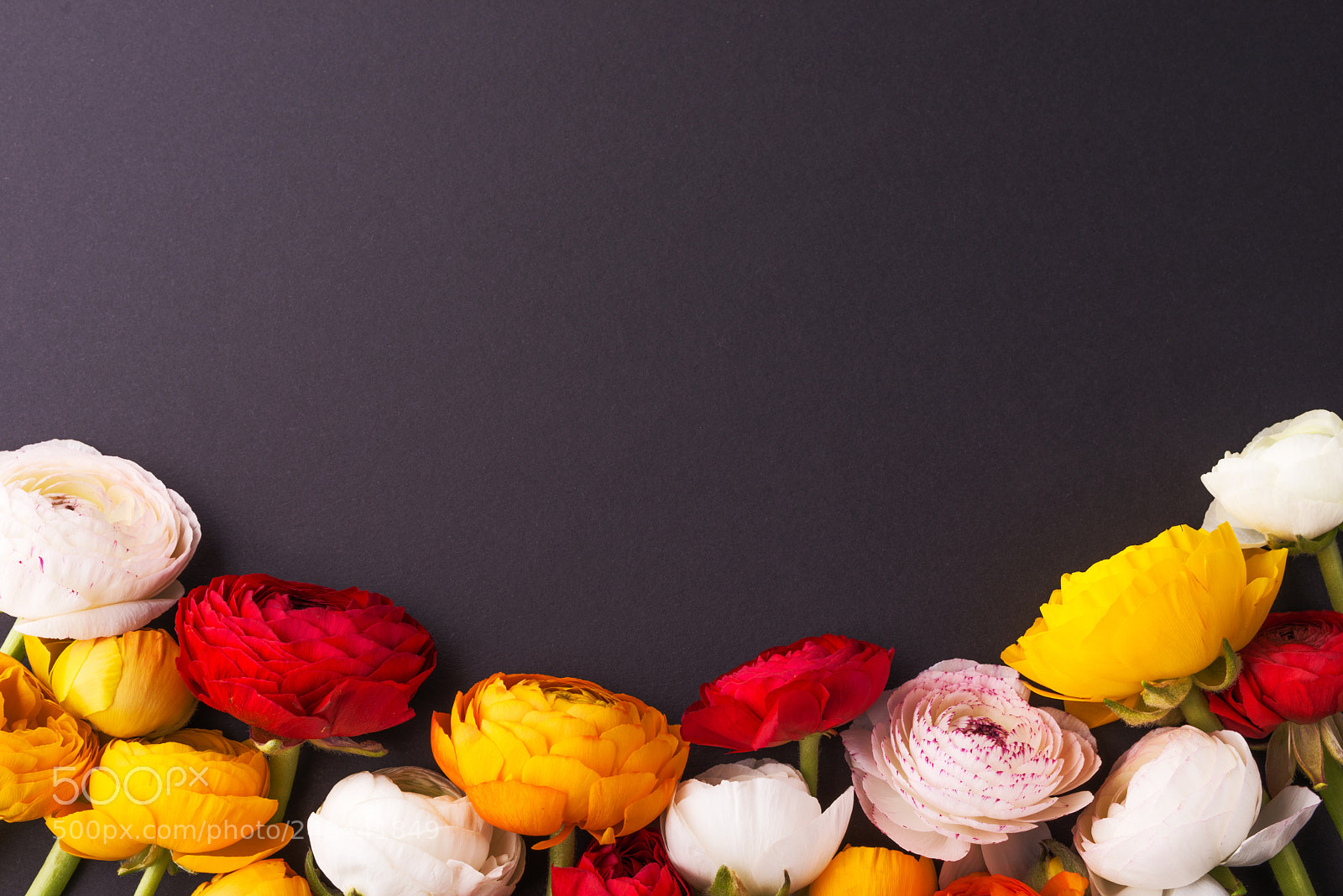 Nikon D800 sample photo. Colorful flowers on a photography