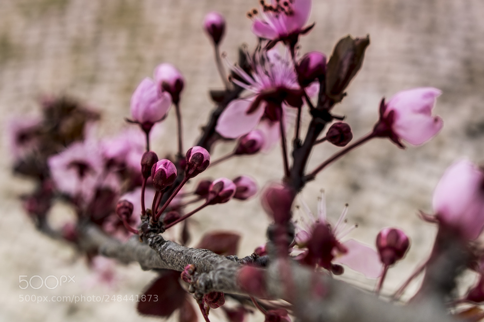 Nikon D3200 sample photo. Flor de ameixoeira photography