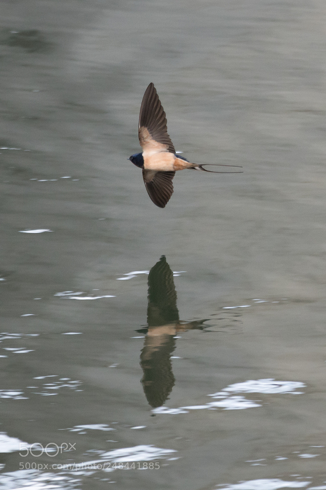 Nikon D500 sample photo. Swallow ( rondine ) photography