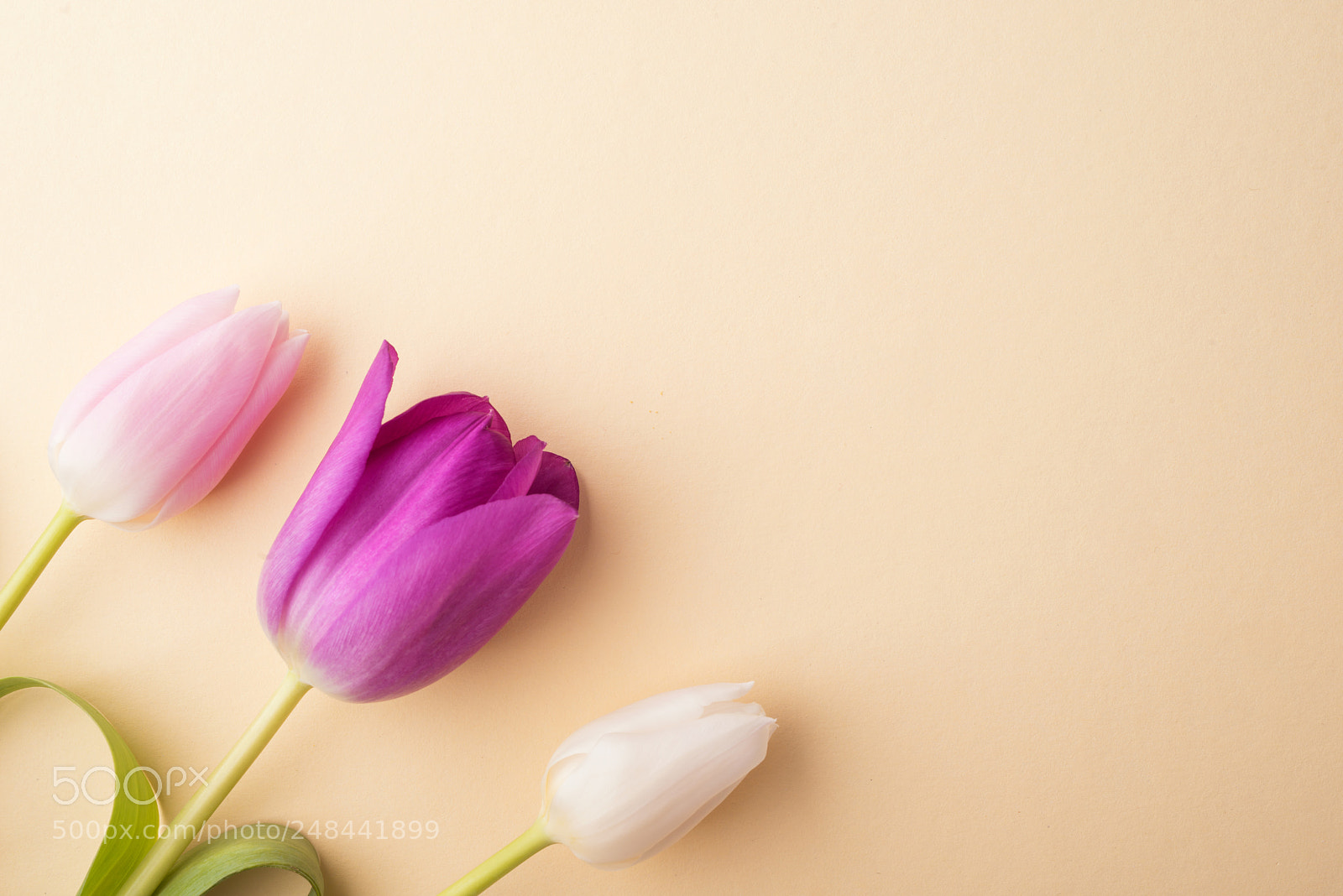 Nikon D800 sample photo. Flowers on a beige photography