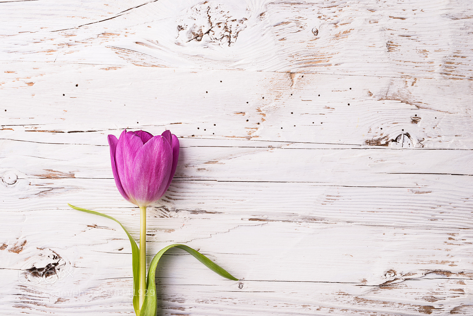 Nikon D800 sample photo. Violet flower on a photography