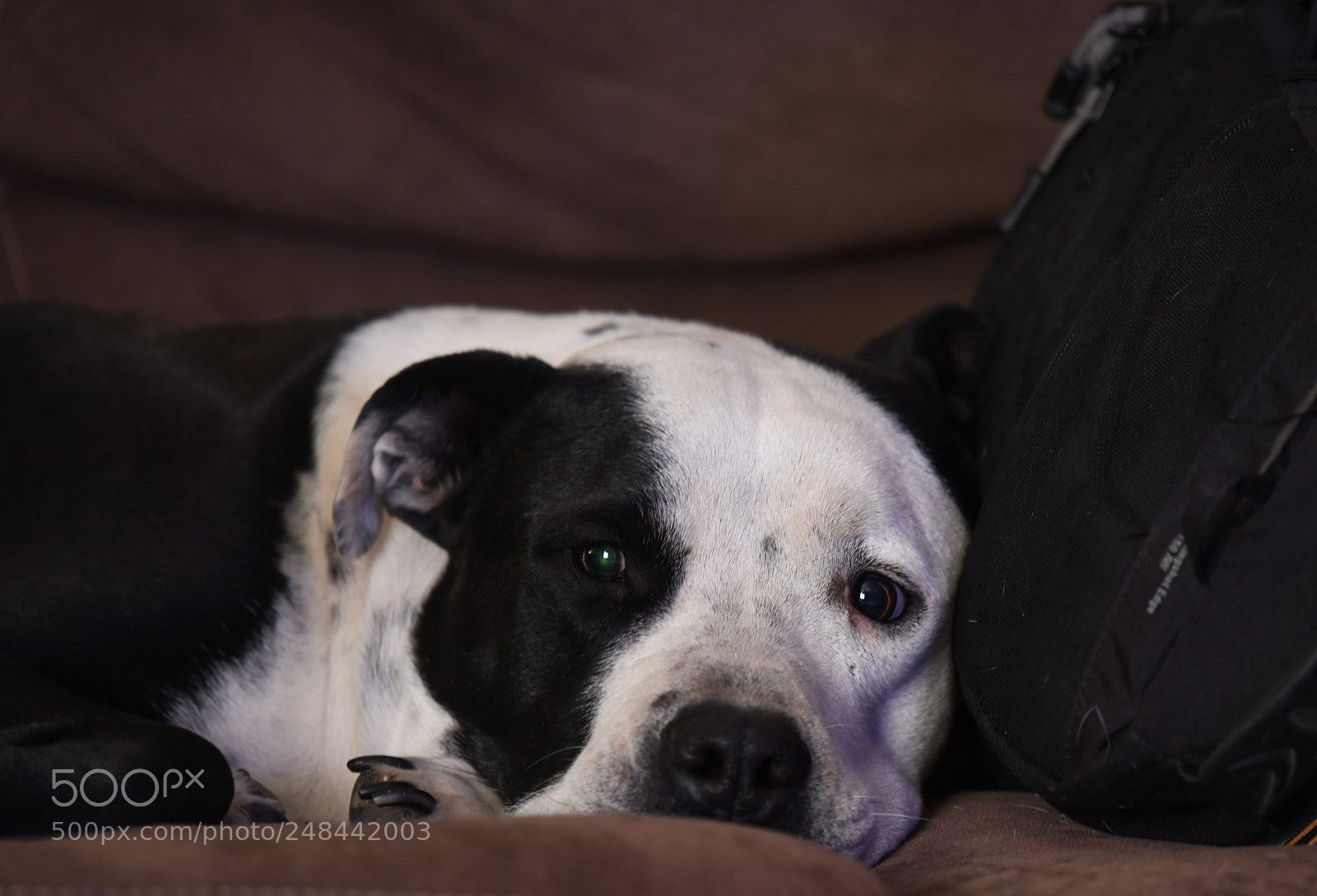 Nikon D850 sample photo. He knows i don photography