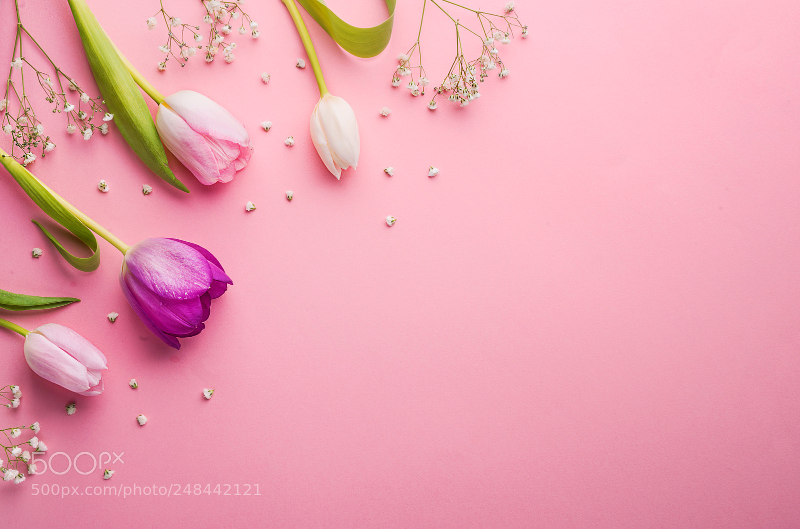 Nikon D800 sample photo. Pink flowers on a photography
