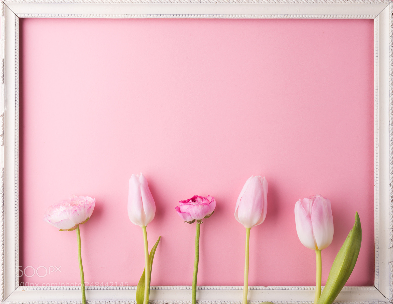 Nikon D800 sample photo. Pink flowers on a photography