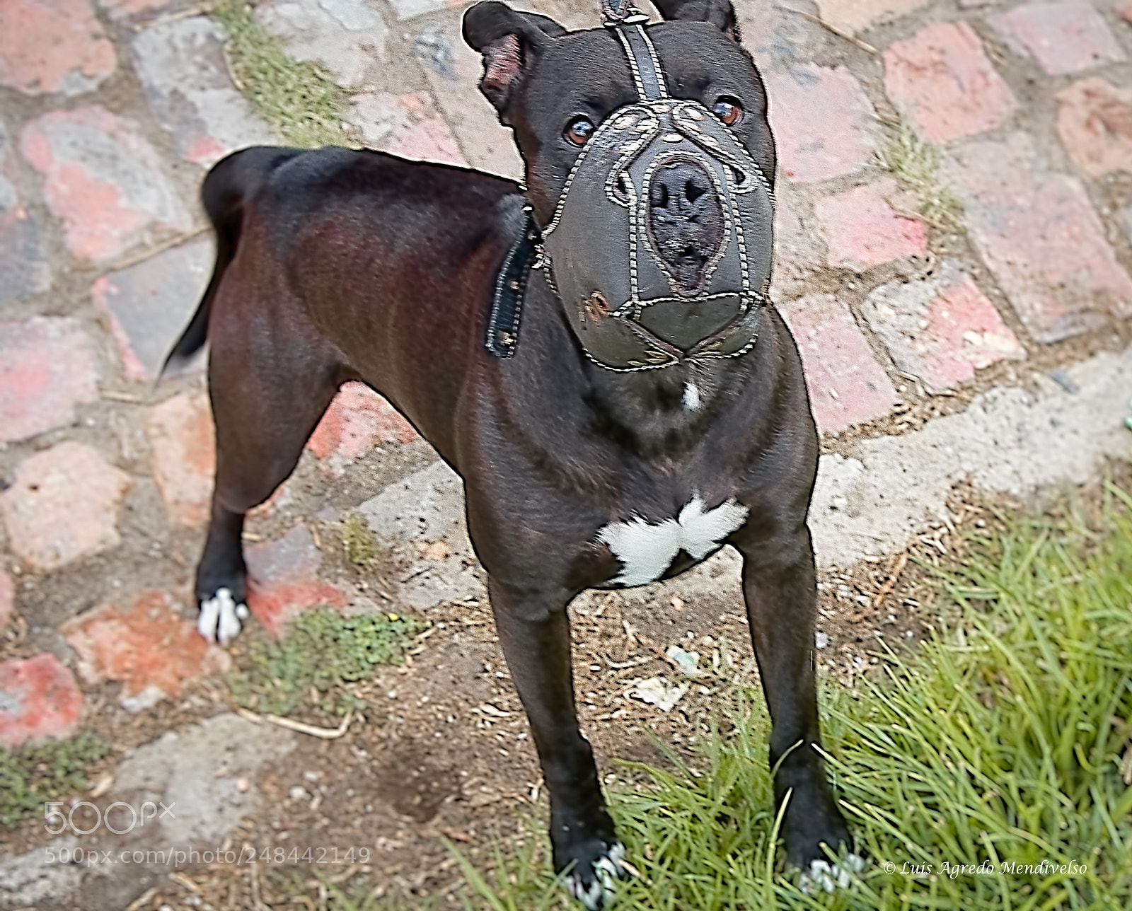 Nikon D90 sample photo. Angry black pitbull photography