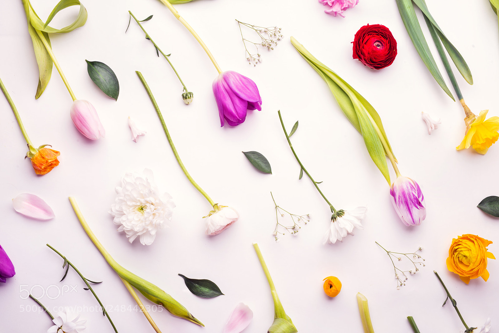 Nikon D800 sample photo. Flowers on a white photography