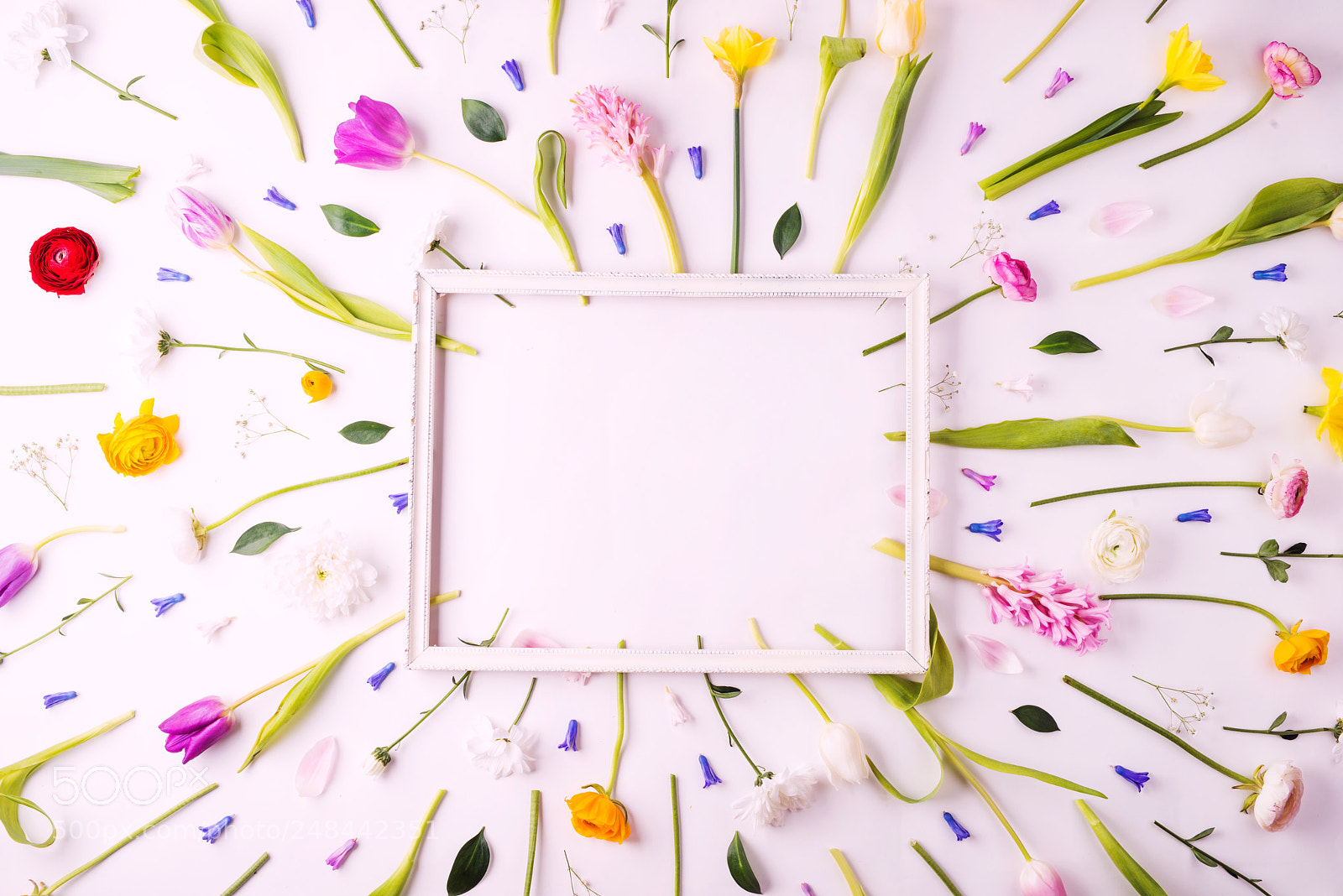 Nikon D800 sample photo. Flowers on a white photography