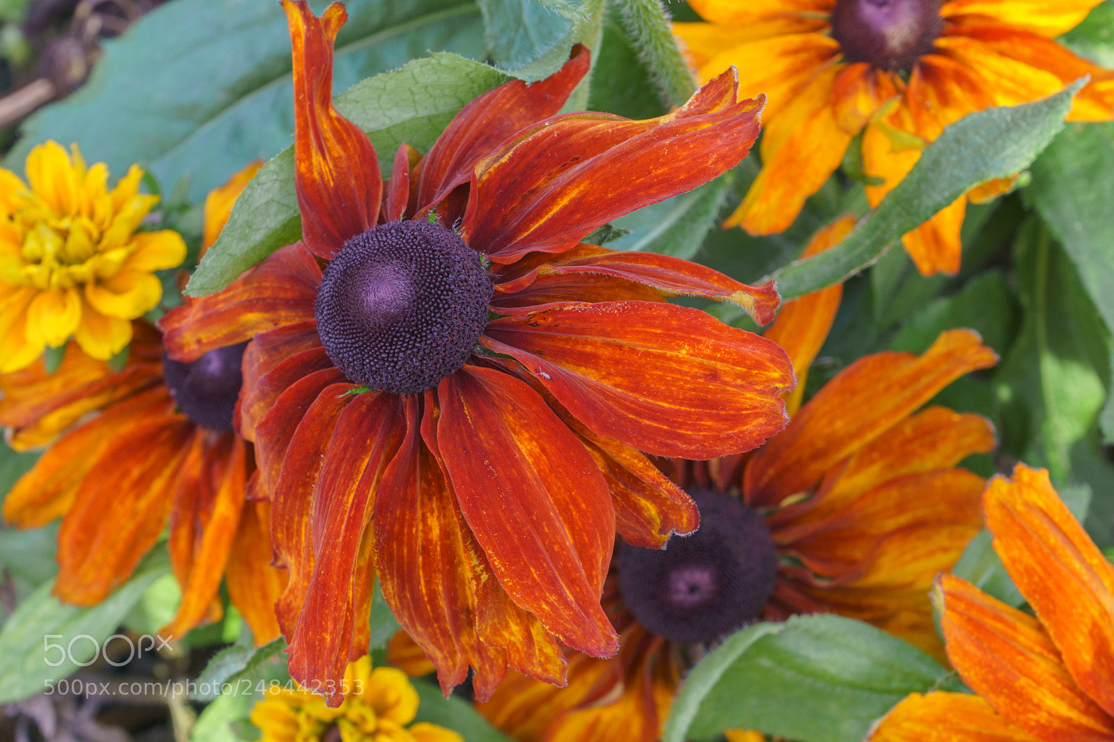 Sony a6000 sample photo. Orange velvet photography