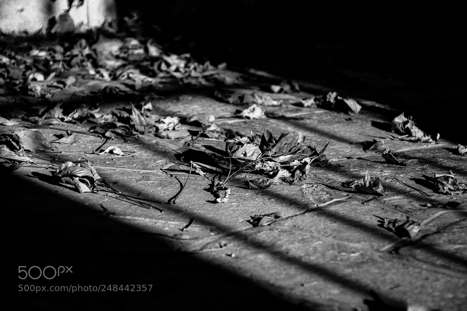 Nikon D7100 sample photo. Leaves photography