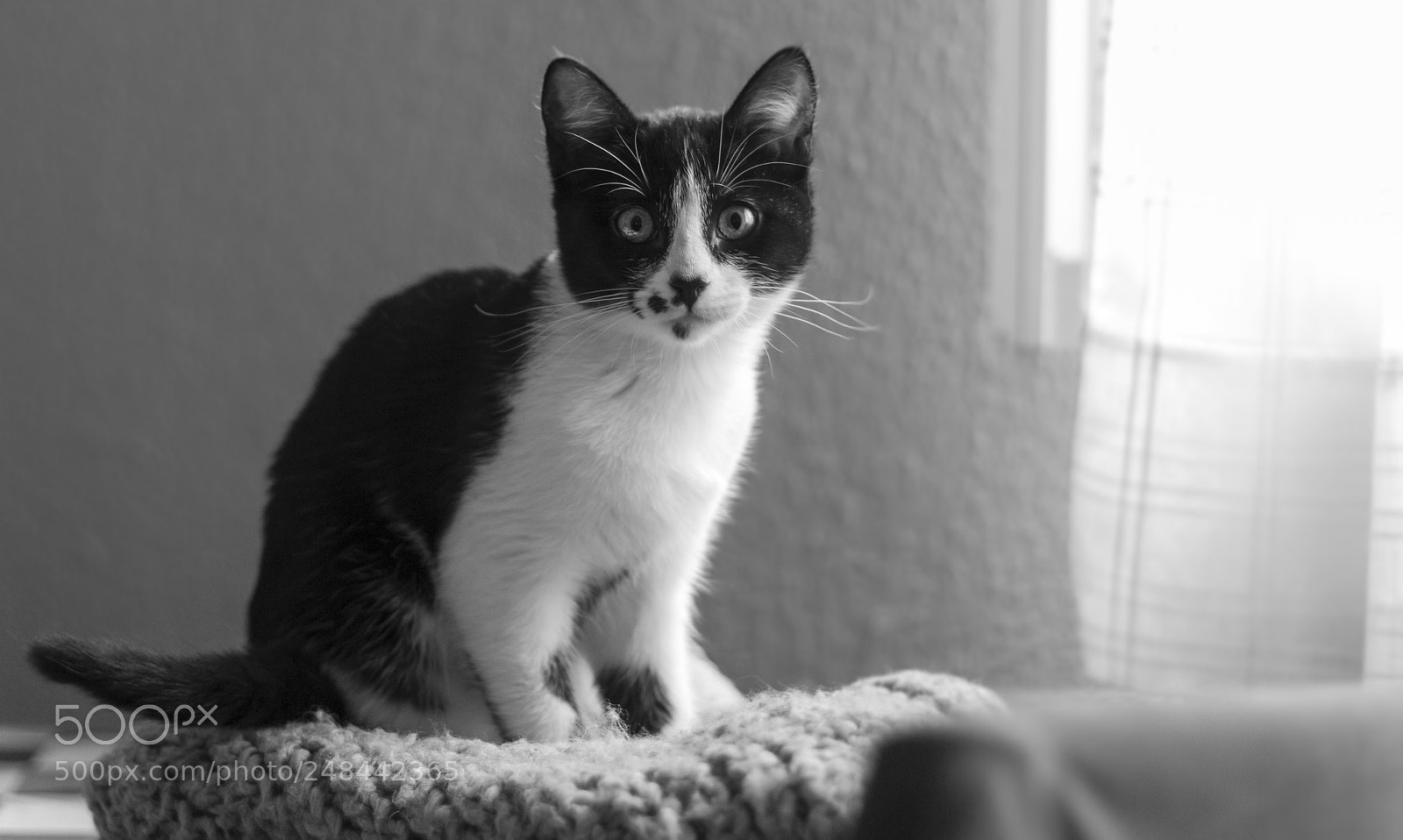 Canon EOS 600D (Rebel EOS T3i / EOS Kiss X5) sample photo. Shiva photography