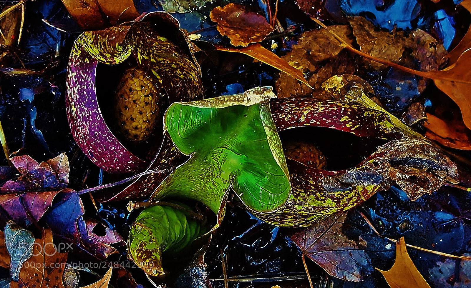 Samsung Galaxy S6 sample photo. Skunk cabbage leaves & flowers photography