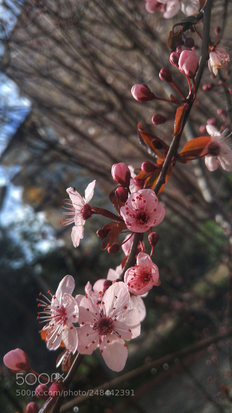 LG H818P sample photo. Untitled photography