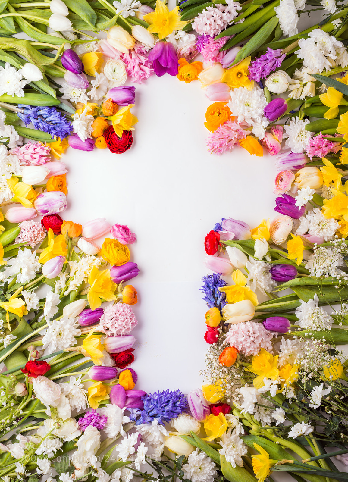 Nikon D800 sample photo. Flowers on a white photography