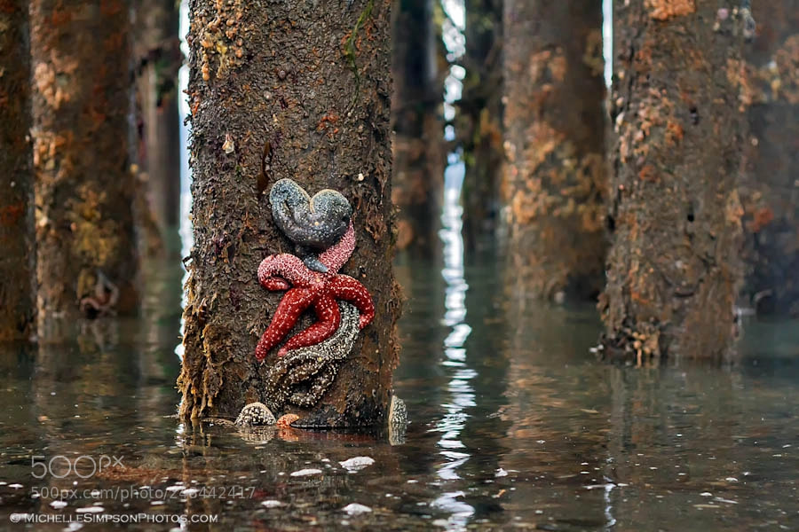 Canon EOS 7D sample photo. Starfish wishes photography