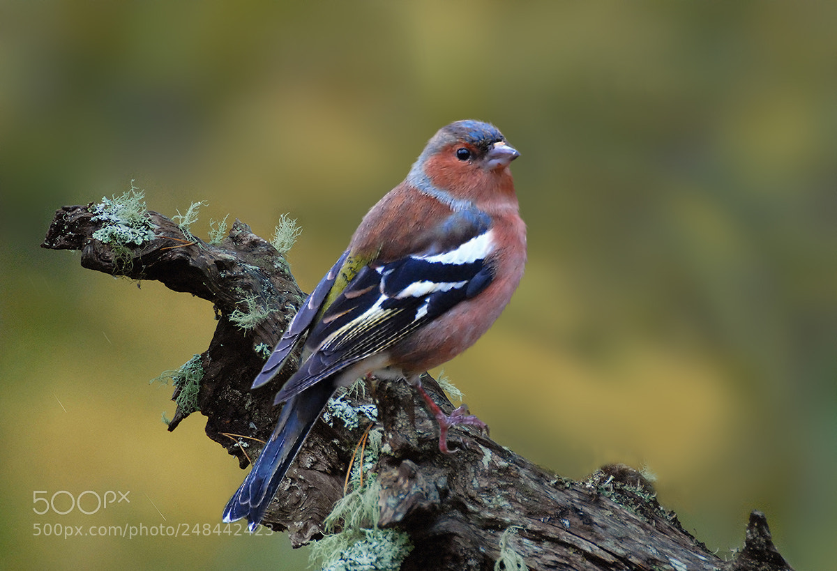Nikon D200 sample photo. Chaffinch v photography