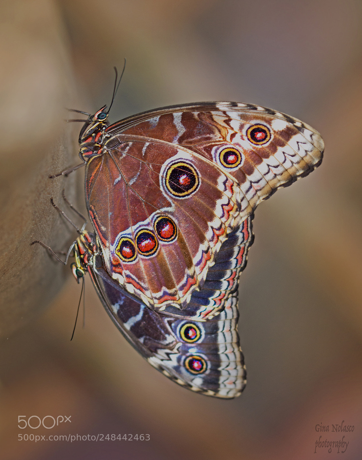 Nikon D3200 sample photo. Blue morpho butteflies photography