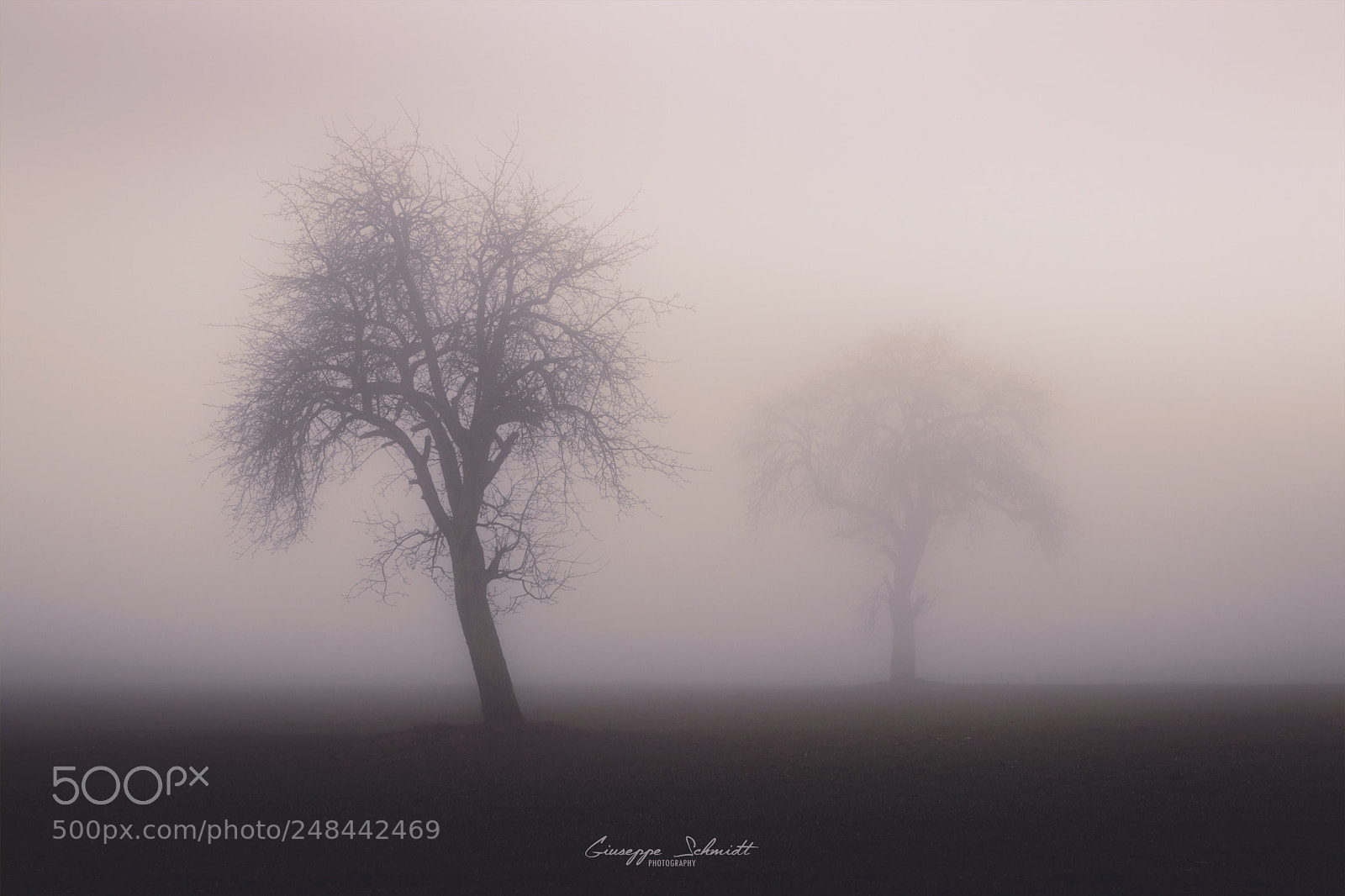 Canon EOS 80D sample photo. The fog photography