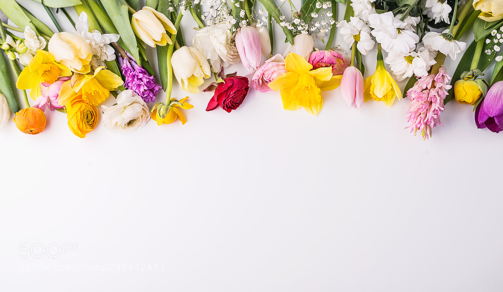 Nikon D800 sample photo. Flowers on a white photography