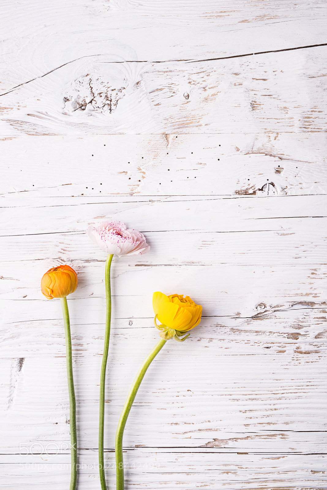 Nikon D800 sample photo. Yellow flowers on a photography