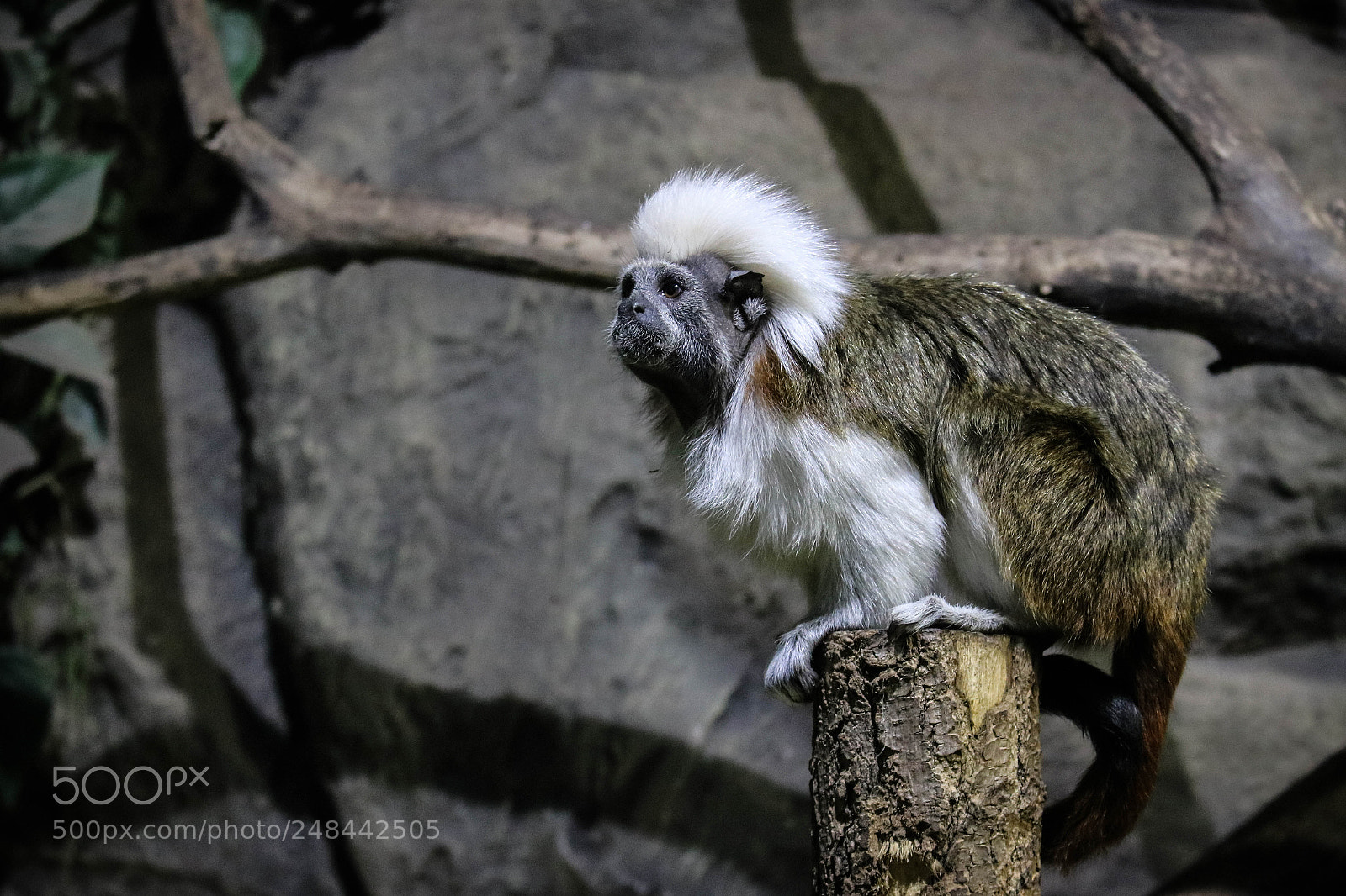 Canon EOS 750D (EOS Rebel T6i / EOS Kiss X8i) sample photo. Sad monkey photography