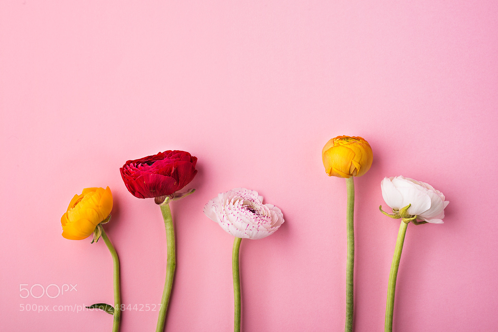 Nikon D800 sample photo. Colorful flowers on a photography