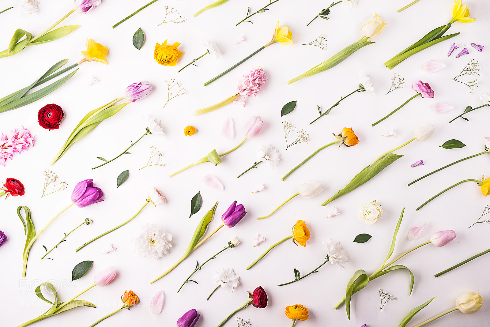 Nikon D800 sample photo. Flowers on a white photography