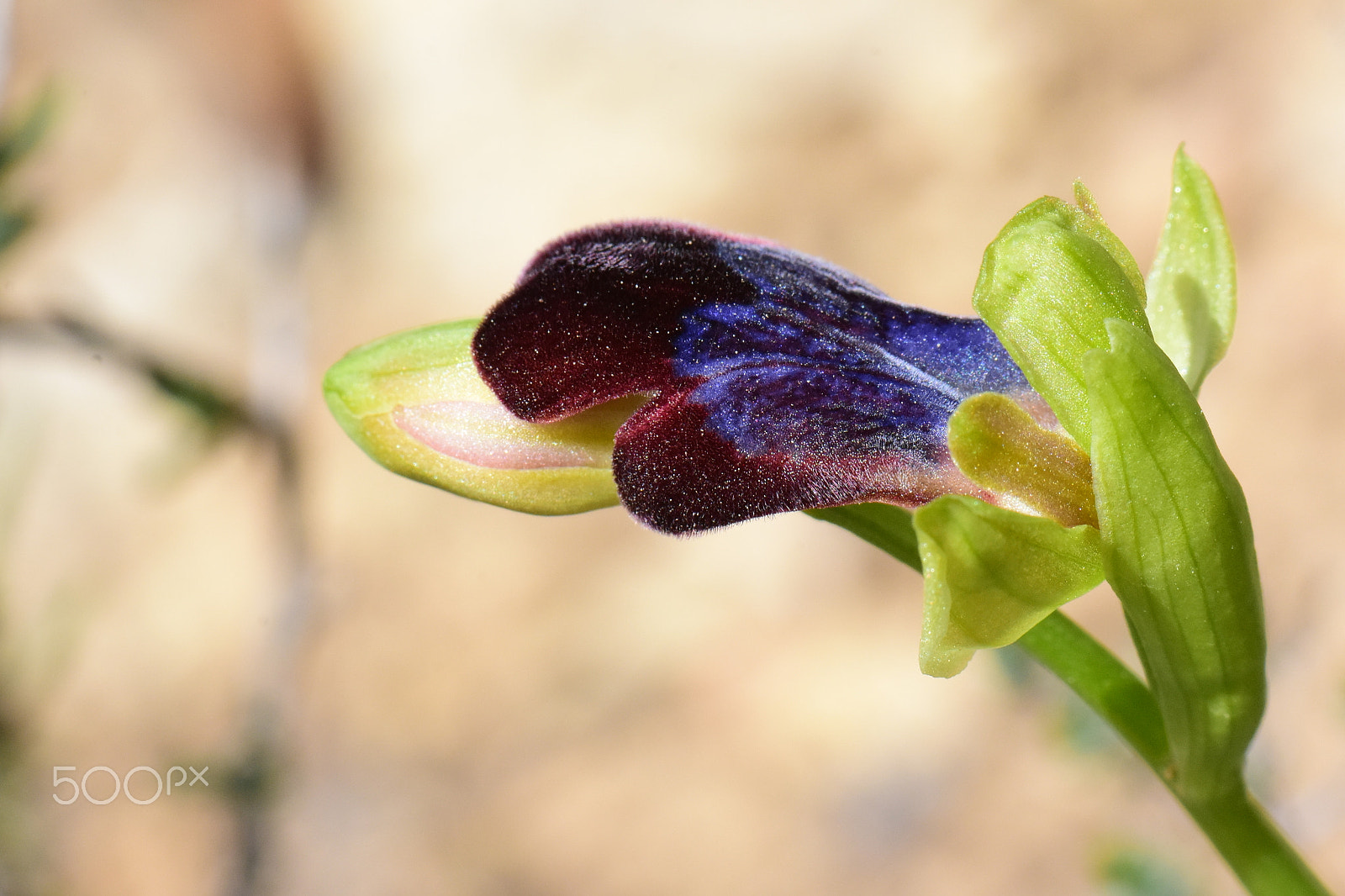 Nikon AF-S Micro-Nikkor 105mm F2.8G IF-ED VR sample photo