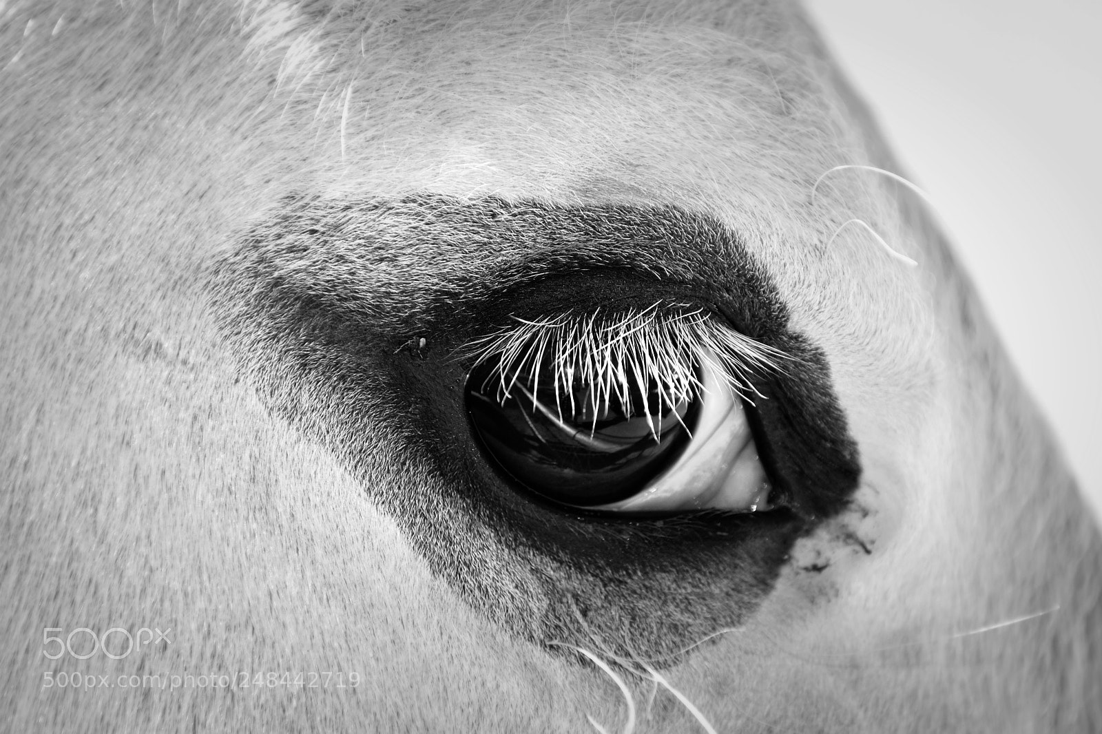 Nikon D3400 sample photo. White horse photography