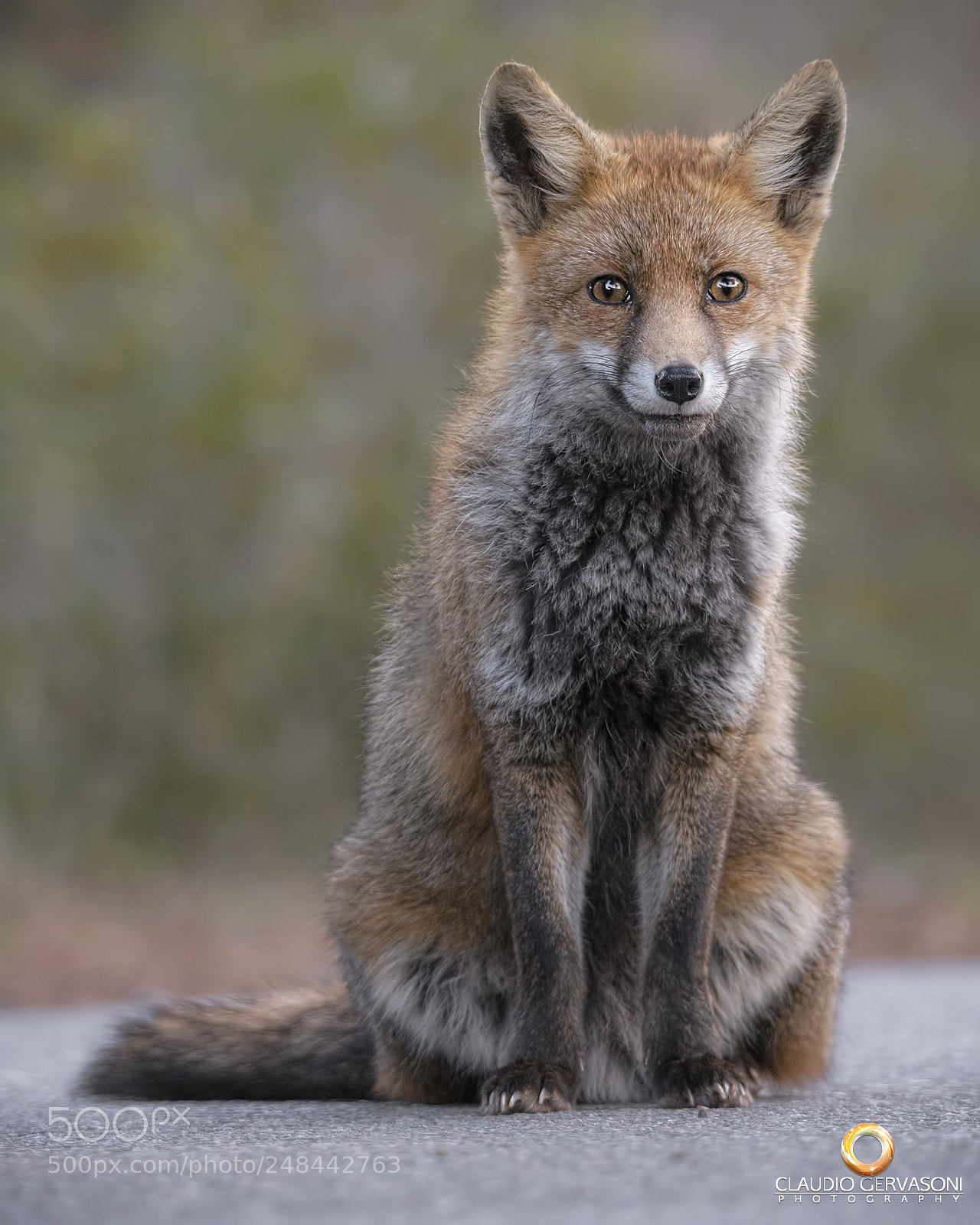Nikon D500 sample photo. Red fox. photography