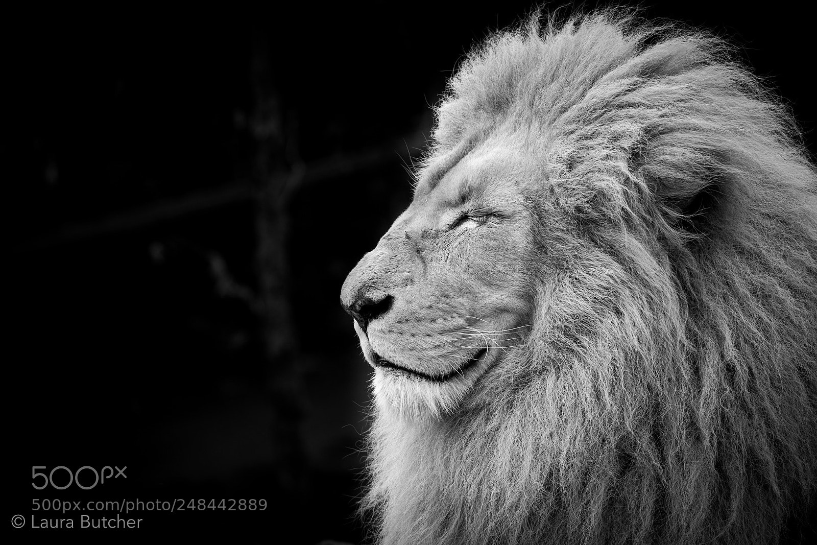 Canon EOS 80D sample photo. Majestic king of the photography