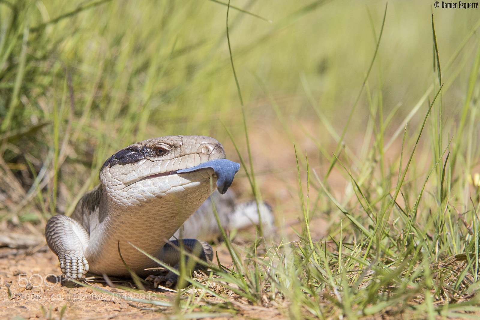 Canon EOS 7D Mark II sample photo. Blue tongue photography