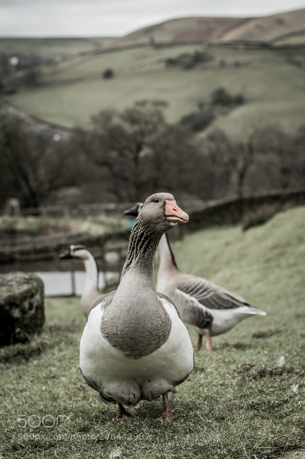 Canon EOS 700D (EOS Rebel T5i / EOS Kiss X7i) sample photo. Goose photography