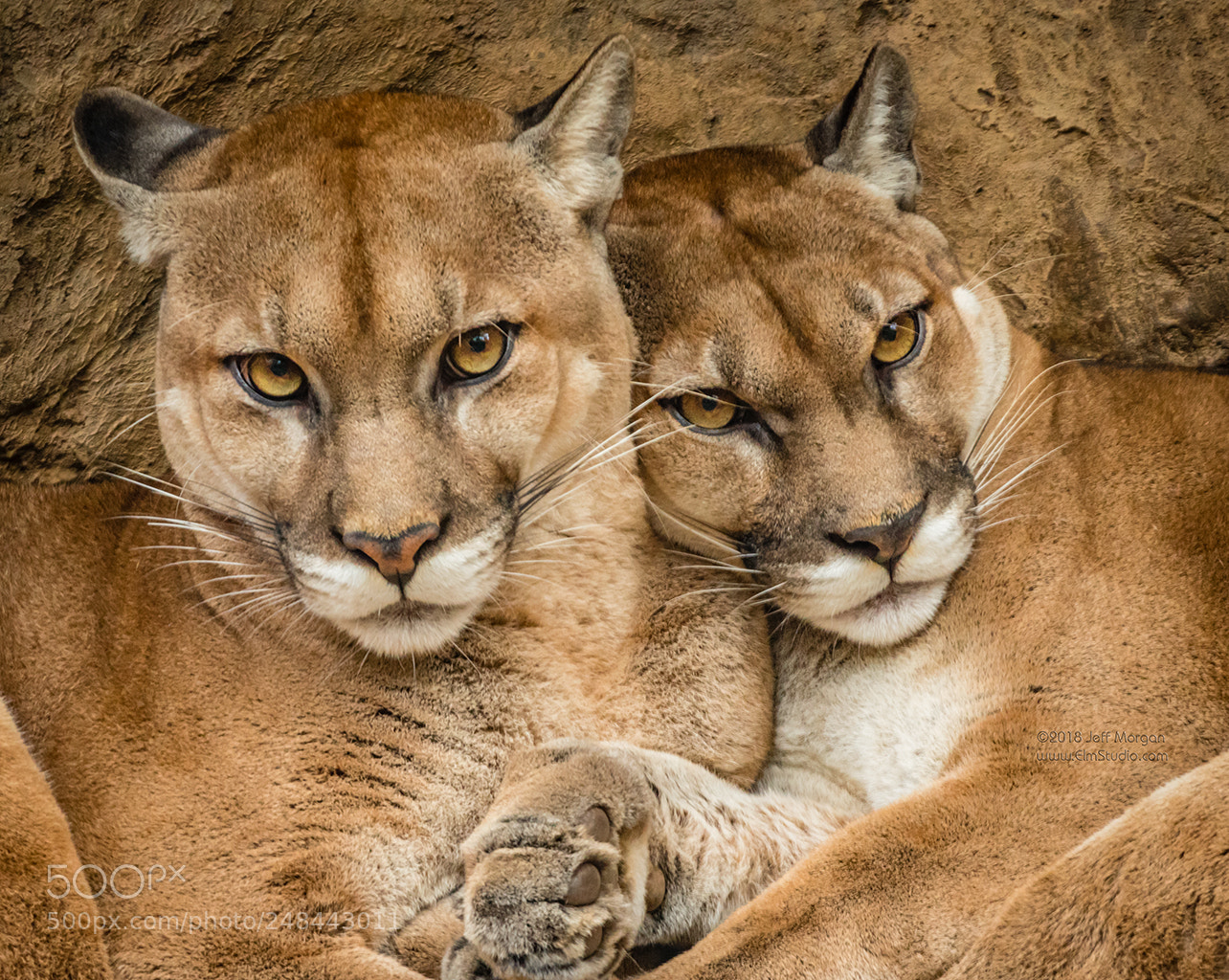 Panasonic Lumix DC-G9 sample photo. Two cougars in costa photography