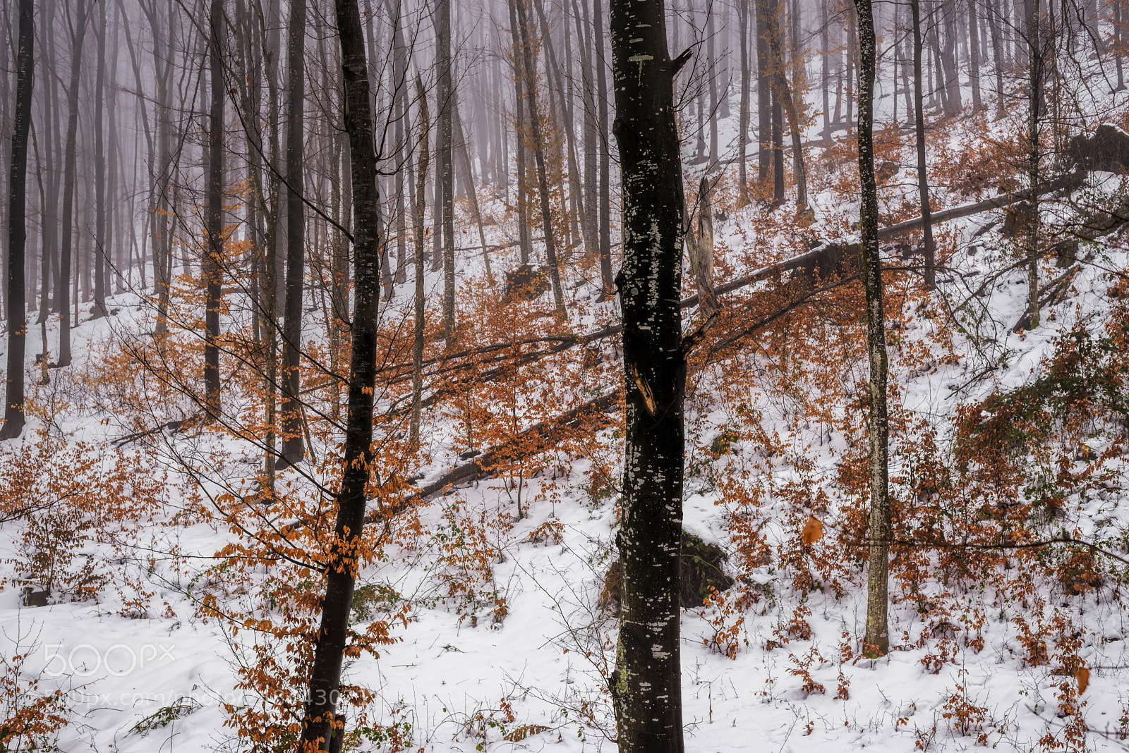 Nikon D610 sample photo. Winter forest landscape photography
