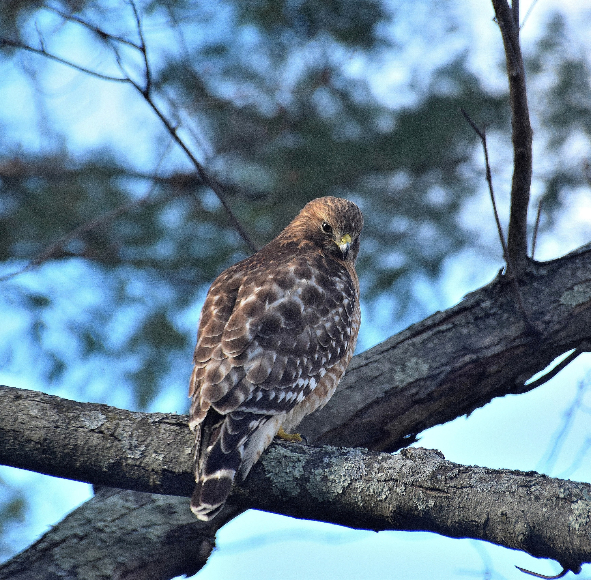 Sigma 18-250mm F3.5-6.3 DC Macro OS HSM sample photo. Afternoon hawk photography
