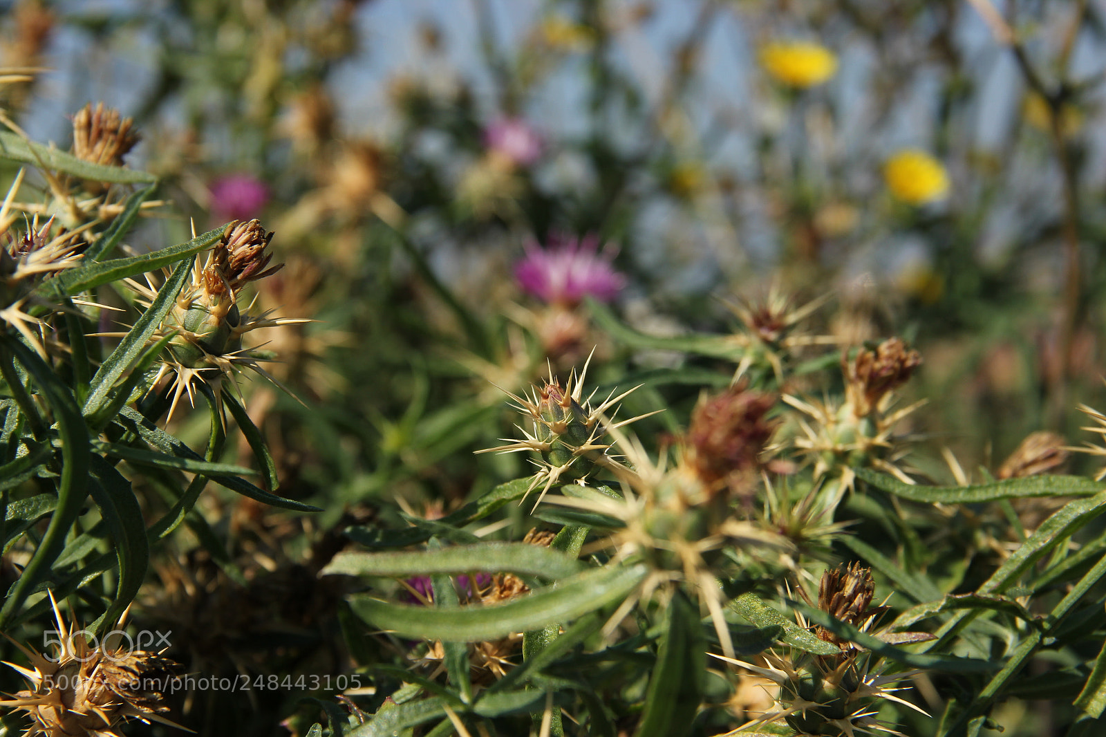 Canon EF-S 18-135mm F3.5-5.6 IS sample photo. Fresh thistle in the photography