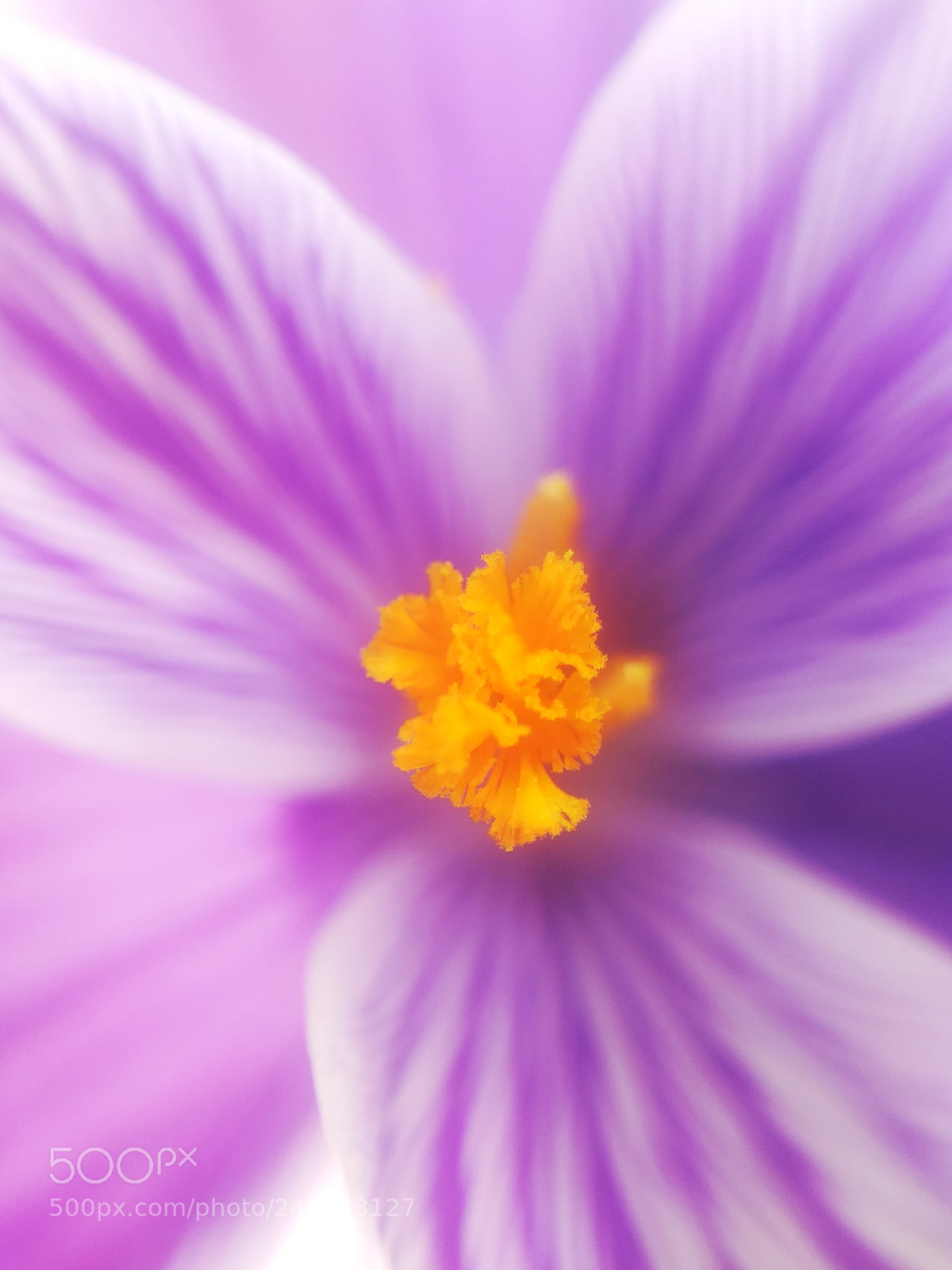 Motorola Moto Z (2) Play sample photo. Crocus center stamin photography