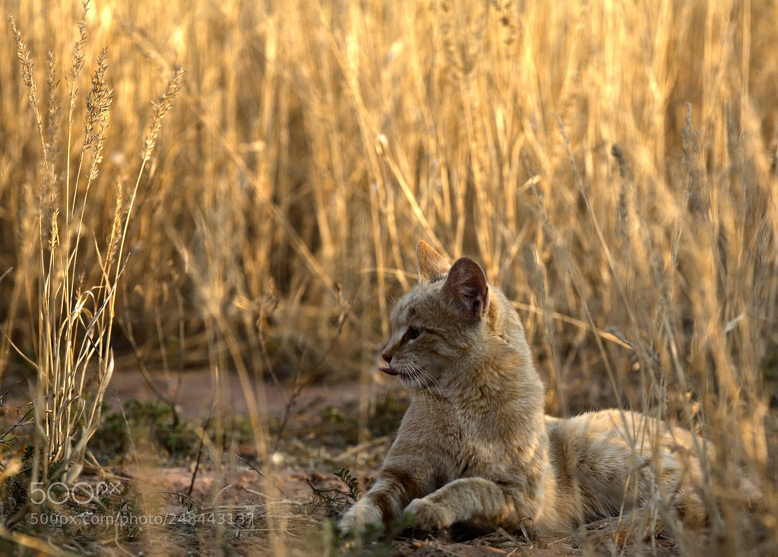 Canon EOS 5D sample photo. Image photography