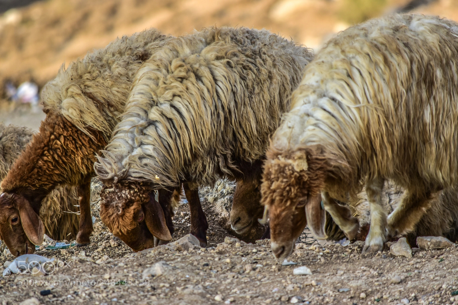 Nikon D5500 sample photo. Sheeps photography