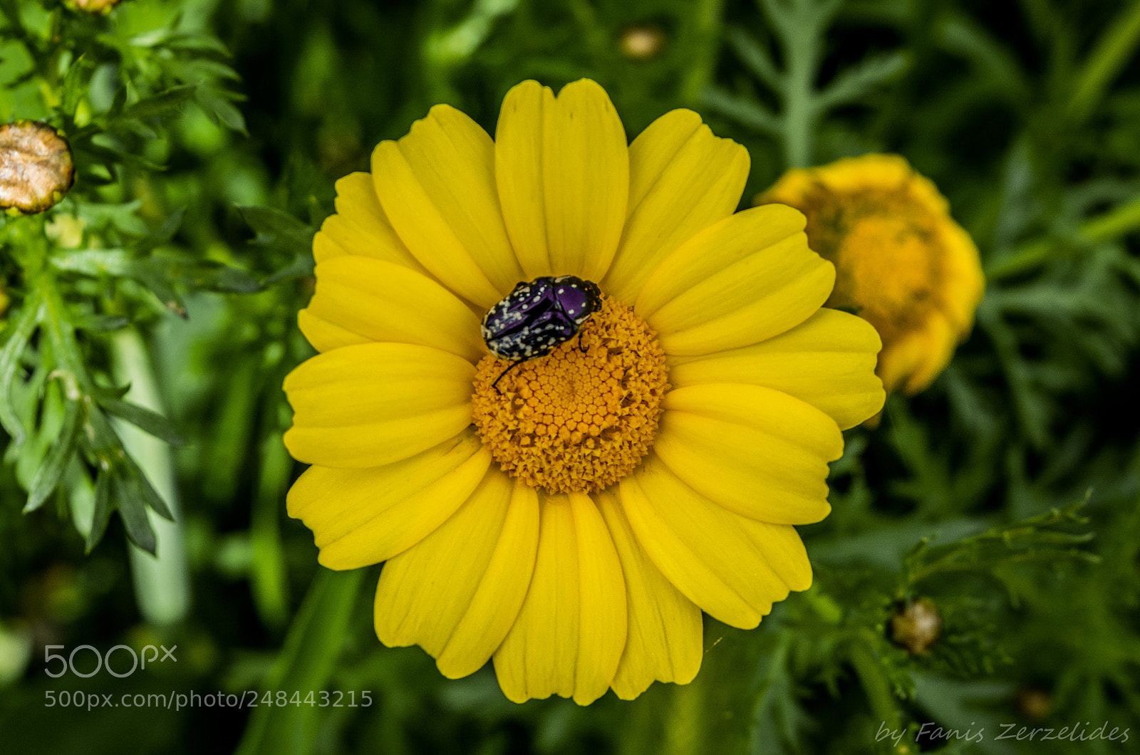 Nikon D5200 sample photo. Daisy and the bug photography