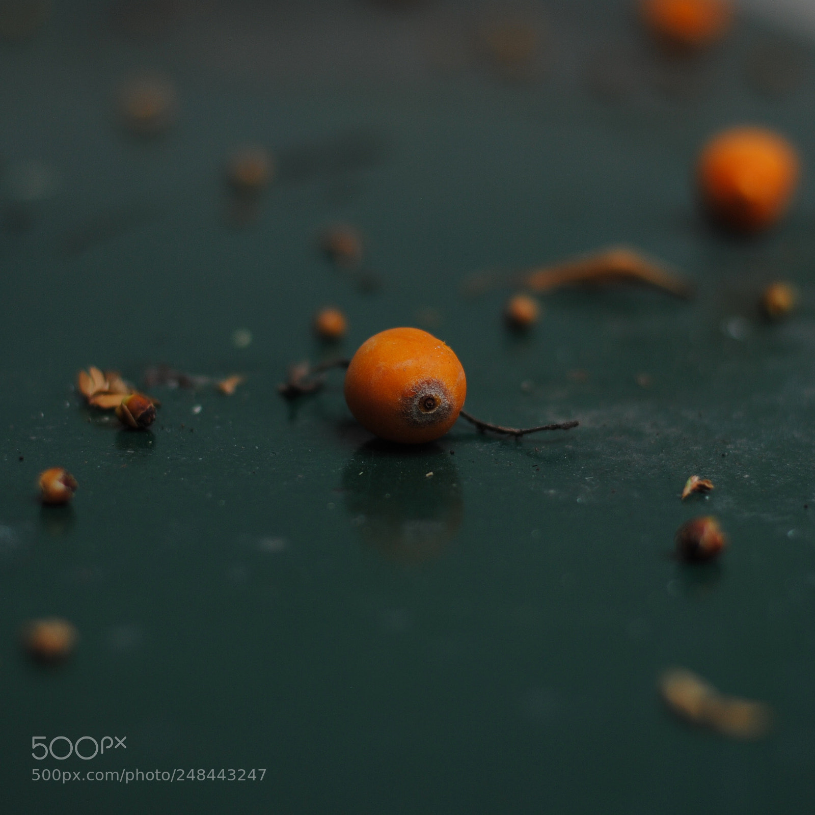 Nikon D3000 sample photo. Orange and green photography